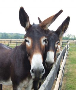A Snapshot of Endangered Breeds Image